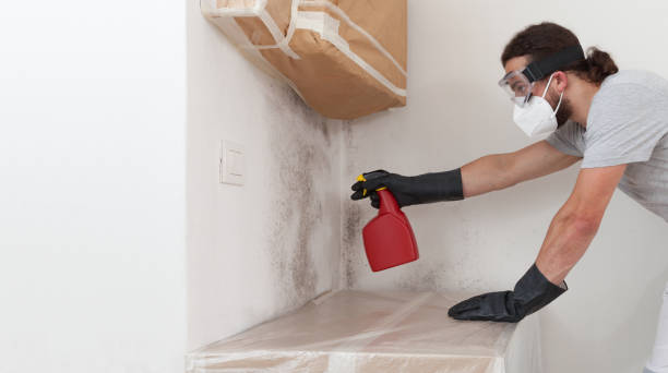 Professional Mold Cleanup technician working in Weston, MA