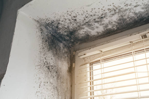 Affordable Mold Cleanup solutions in Weston, MA